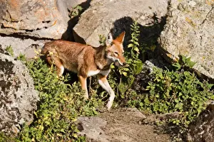 Volcanic Prints: Ethiopian Wolf (Canis simensis) mmother bringing prey, a rodent, to the pups, litter