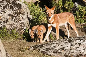 Ethiopian Wolf (Canis simensis) mother bringing prey, a rodent, to the begging and eating pups