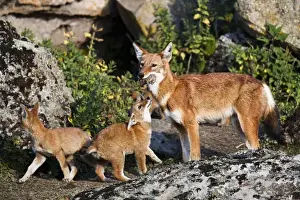 Images Dated 24th January 2010: Ethiopian Wolf (Canis simensis) mother bringing prey