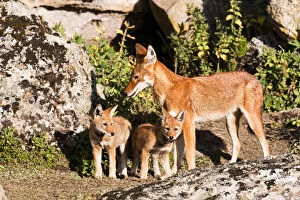 Habitat Loss Gallery: Ethiopian Wolf (Canis simensis) mother bringing prey, a rodent, to the begging and eating pups