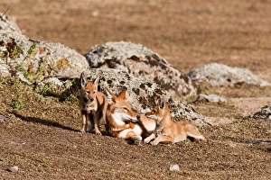 Ethiopian Wolf (Canis simensis) pups, litter playing with mother near their den in
