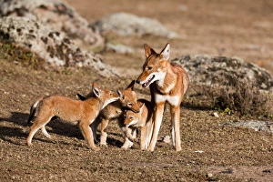 Habitat Loss Gallery: Ethiopian Wolf (Canis simensis) pups, litter playing with mother near their den in