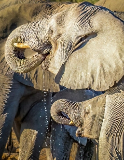 Drinking Prints: Etosha National Park, Namibia. Close-up portrait of mother and baby African bush elephants drinking water from a pond