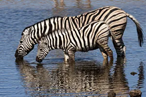 Images Dated 17th June 2015: Etosha National Park, Namibia, Africa. Two Burchells Zebra drinking