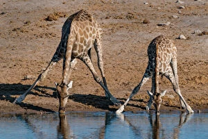 Africa Collection: Etosha National Park, Namibia, Africa. Two Angolan Giraffe drinking