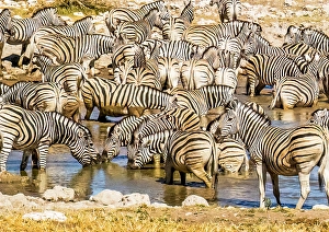 Drinking Prints: Etosha National Park, Namibia, Africa