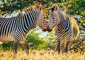 Savannah Prints: Etosha National Park, Namibia, Africa