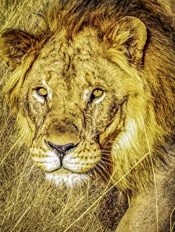Savannah Prints: Etosha National Park, Namibia, Africa