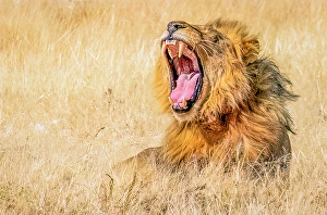 Tall Grass Prints: Etosha National Park, Namibia, Africa