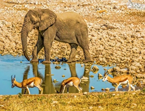 Drinking Prints: Etosha National Park, Namibia, Africa