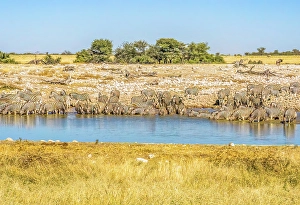 Drinking Prints: Etosha National Park, Namibia, Africa