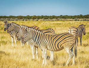 Savannah Prints: Etosha National Park, Namibia, Africa