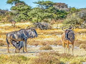 Watching Prints: Etosha National Park, Namibia, Africa