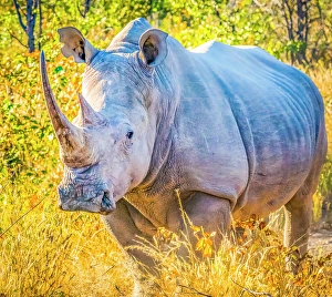 Etosha National Park, Namibia, Africa. Portrait of Black Rhinoceros, a very aggressive animal whose population thrives in Etosha National Park