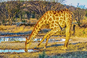 Cautious Prints: Etosha National Park, Namibia, Africa