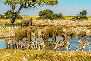 Drinking Prints: Etosha National Park, Namibia, Africa