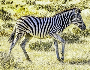 Savannah Prints: Etosha National Park, Namibia, Africa