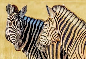 Brush Prints: Etosha National Park, Namibia. Close-up portrait of Plains zebra pair feeding in the tall grass of the savannah