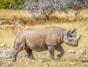 Diceros Bicornis Prints: Etosha National Park, Namibia. Portrait of Black Rhinoceros