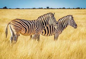 Brush Prints: Etosha National Park, Namibia. Portrait of Plains zebra pair feeding in the tall grass of the savannah