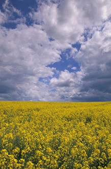 EU, France, Burgundy, Yonne, Le Puits d Edme. Mustard field in springtime