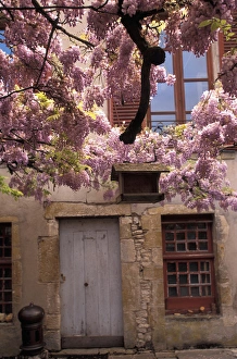 Images Dated 31st May 2005: EU, France, Burgundy, Yonne, Vezelay. Spring flowers