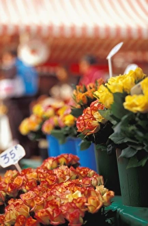 Images Dated 8th June 2011: EU, France, Cote D Azur / French Riviera, Nice. Cours Saleya, Old Nice, Flower Market
