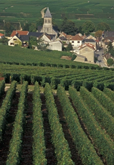 Wine Making Prints: EU, France, Oger, Marne, Champagne, vineyards