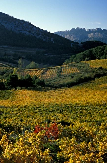 Vaucluse Prints: EU, France, Provence, Vaucluse. Dentelles de Montmirail vineyards in autumn