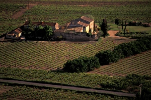 EU, France, Provence, Vaucluse, Beaumettes, Overview of vineyard in spring