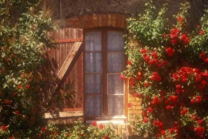Curtain Prints: EU, France, Provence, Vaucluse, Apt. House with summer roses in bloom
