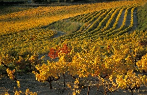 Vaucluse Prints: EU, France, Provence, Vaucluse. Vineyards in autumn
