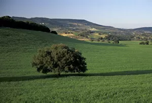 EU, Spain, Granada, Andalucia. Countryside of olive trees, oak tree, and wheat fields
