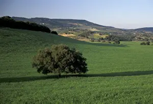 Granada Prints: EU, Spain, Granada, Andalucia. Countryside of olive trees, oak tree, and wheat fields