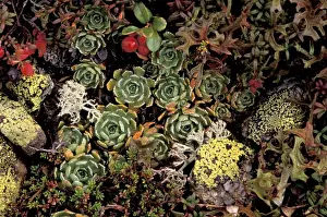 Forest Floor Prints: EU, Switzerland, Averserrhein Valley Forest floor flora