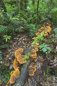 Mossy Prints: Eucalyptus forest with epiphytes in the Great Otway National Park, Australia