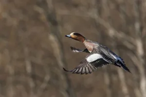 Drake Prints: Eurasian American wigeon hybrid