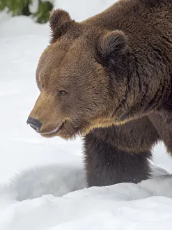 Predatory Prints: Eurasian brown bear (Ursus arctos arctos) in deep snow, During winter in National Park