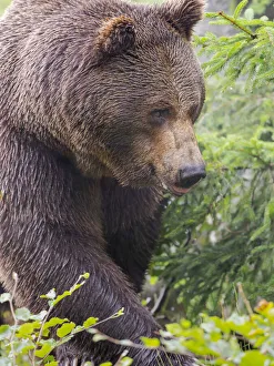 Images Dated 12th October 2020: Eurasian brown bear (Ursus arctos arctos) National Park Bavarian Forest, enclosure