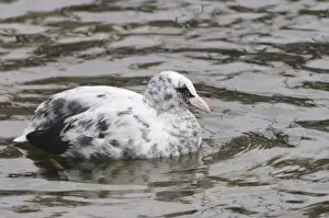 Fresh Water Prints: Eurasian Coot, Fulica atra, partial Albino swimming, Rapperswil, Switzerland