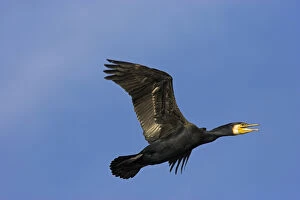 Images Dated 15th May 2006: Eurasian Cormorant (phalacrocorax carbo) in the Danube Delta, in flight..Europe, Eastern Europe
