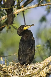 Images Dated 23rd May 2006: Eurasian Cormorant (phalacrocorax carbo) in the Danube Delta on nest. Europe, Eastern Europe