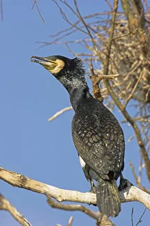 Images Dated 4th April 2006: Eurasian Cormorant (phalacrocorax carbo) in the Danube Delta Europe, Eastern Europe