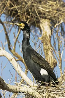 Images Dated 4th April 2006: Eurasian Cormorant (phalacrocorax carbo) in the Danube Delta, adult on nest in spring