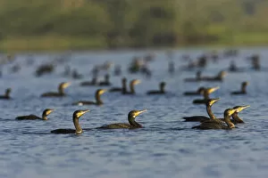 Images Dated 21st July 2006: Eurasian Cormorant (phalacrocorax carbo) in the Danube Delta, many fishing in lake