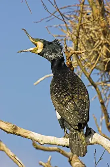 Images Dated 30th November 2012: Eurasian Cormorant (phalacrocorax carbo) in the Danube Delta, beak wide open Europe