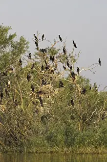 Images Dated 17th May 2006: Eurasian Cormorant (phalacrocorax carbo) in the Danube Delta