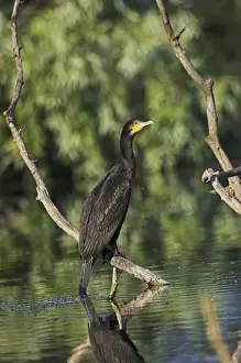 Eurasian Cormorant (phalacrocorax carbo) in the Danube Delta Europe, Eastern Europe