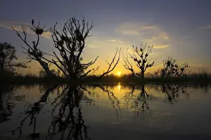 Images Dated 22nd May 2006: Eurasian Cormorant (phalacrocorax carbo) in the Danube Delta Europe, Eastern Europe