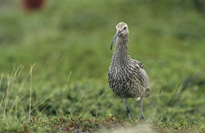 Gandsfjord Prints: Eurasian Curlew, Numenius arquata, adult, Ekkeroy, Norway